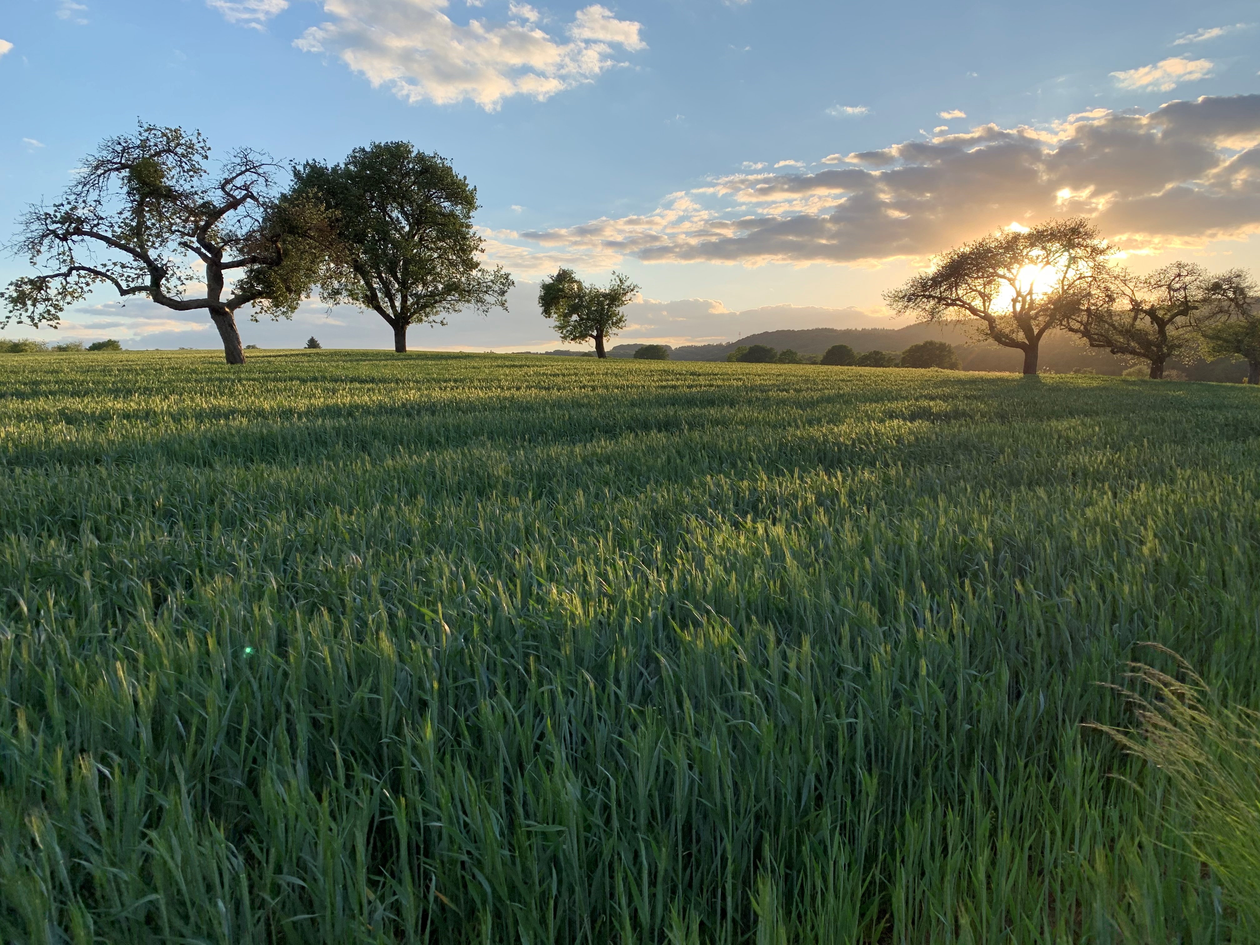 Landschaft Wittlich