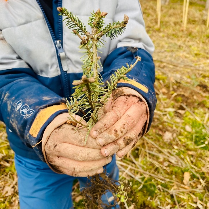 Das Bild zeigt Kinderhände mit einem Setzling.