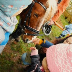 Das Bild zeigt den Kopf eines Ponys. Ein paar Kinder stehen um das Pony herum und streicheln es.