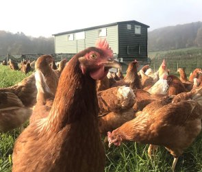 Glückliche Hühner auf der Biofarm van Wesemael in Alttrich Glückliche Hühner auf der Biofarm van Wesemael in Alttrich
