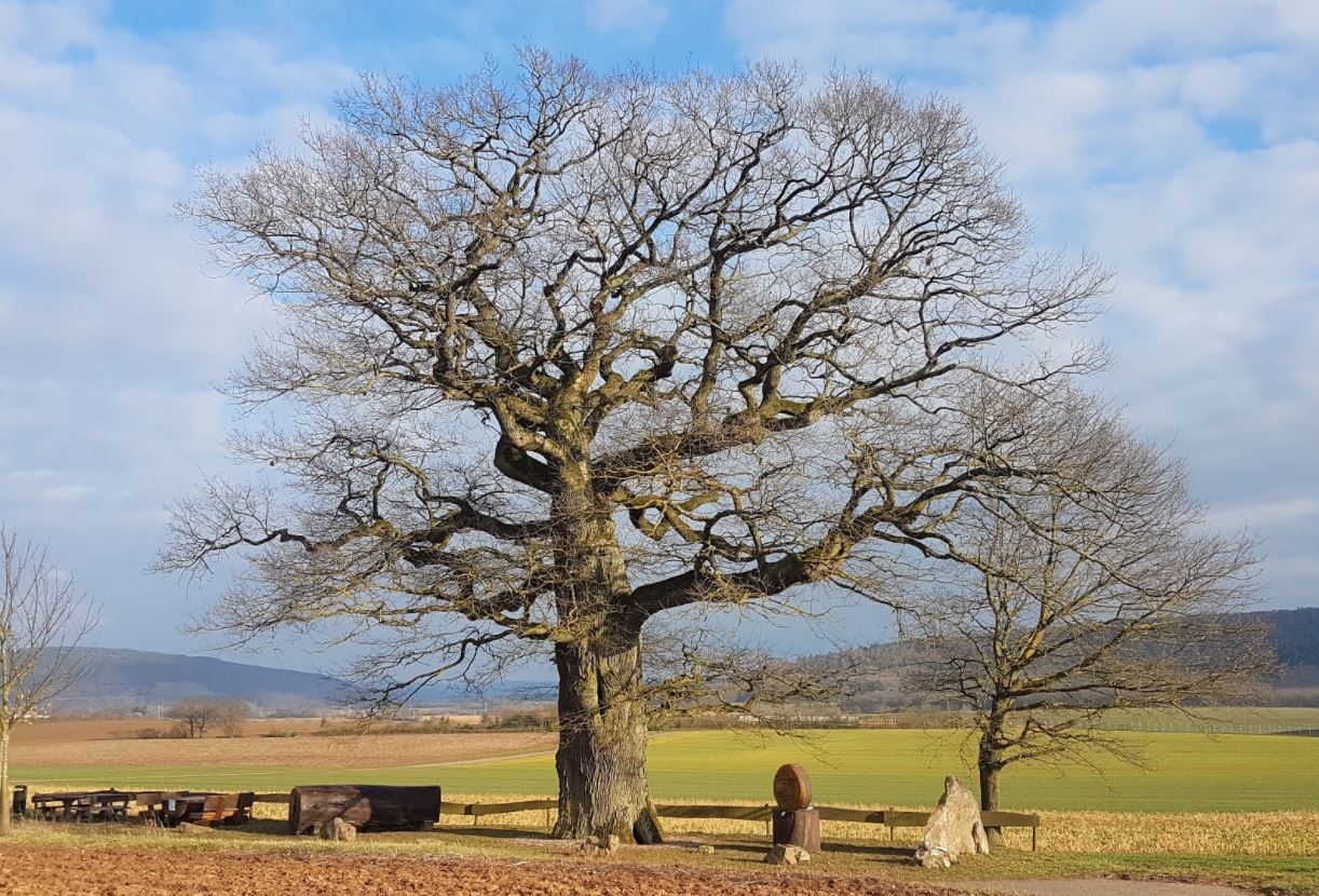 Altricher Alte Eiche