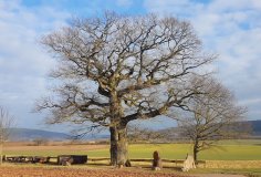 Altricher Alte Eiche