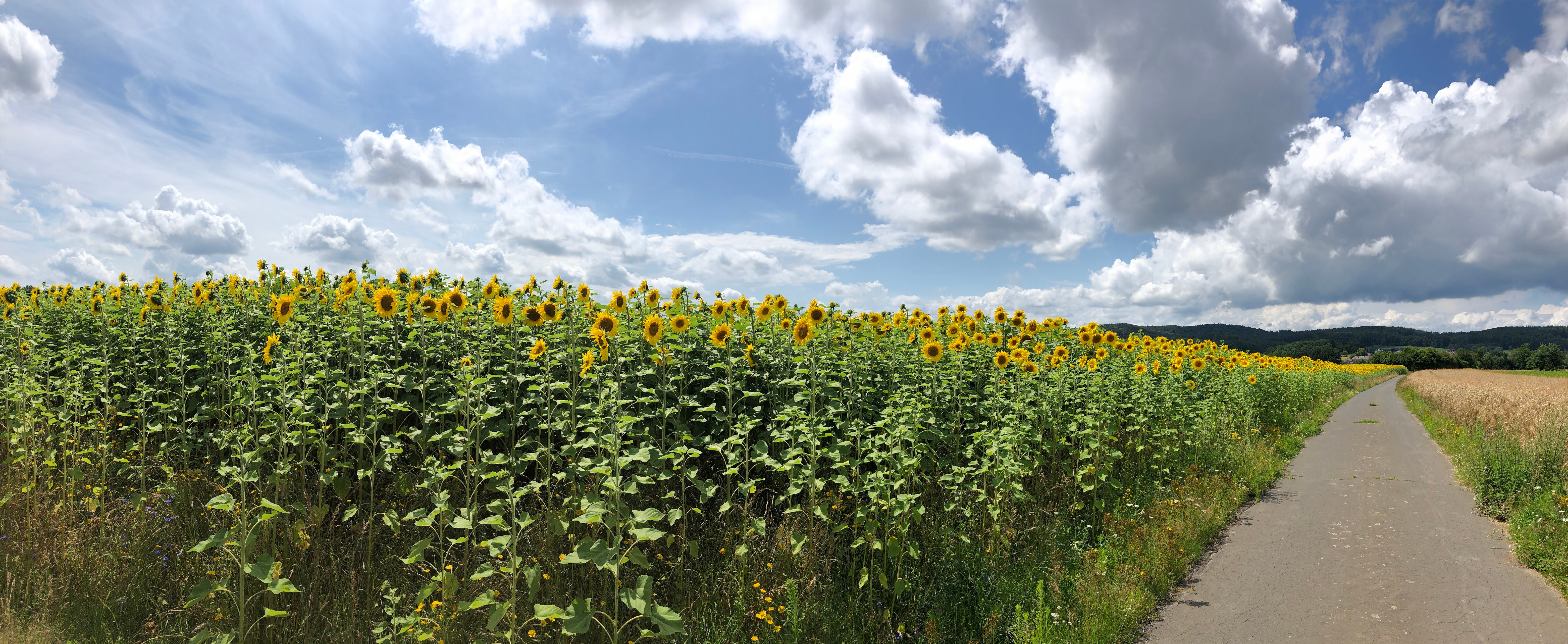 Sonnenblumenfeld Sonnenblumenfeld