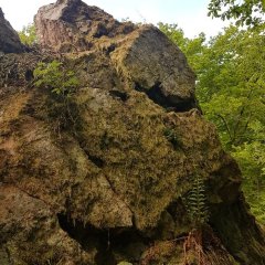 Quarzitstein mit Farn