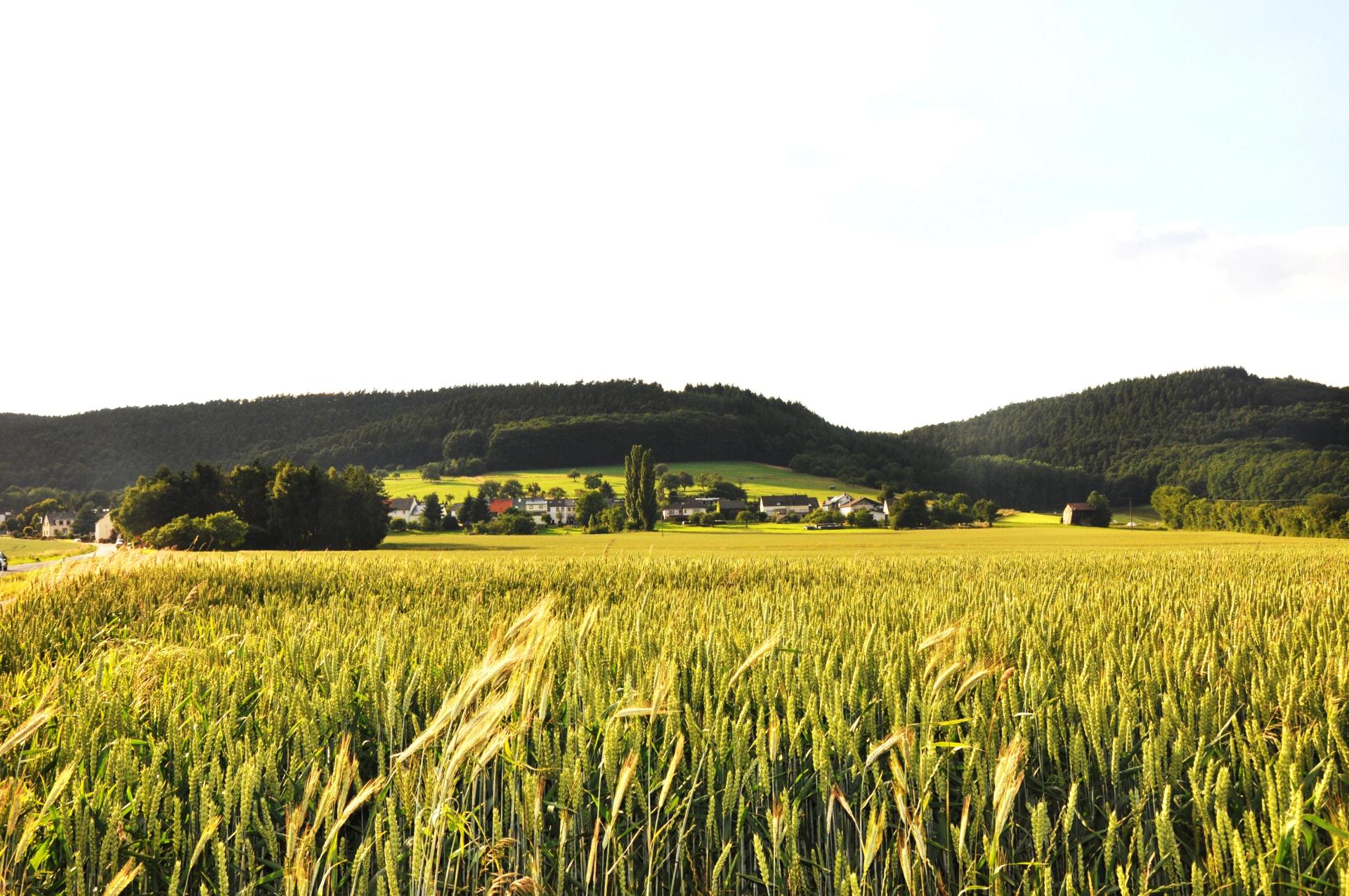 Blick auf Erlenbach Blick auf Erlenbach