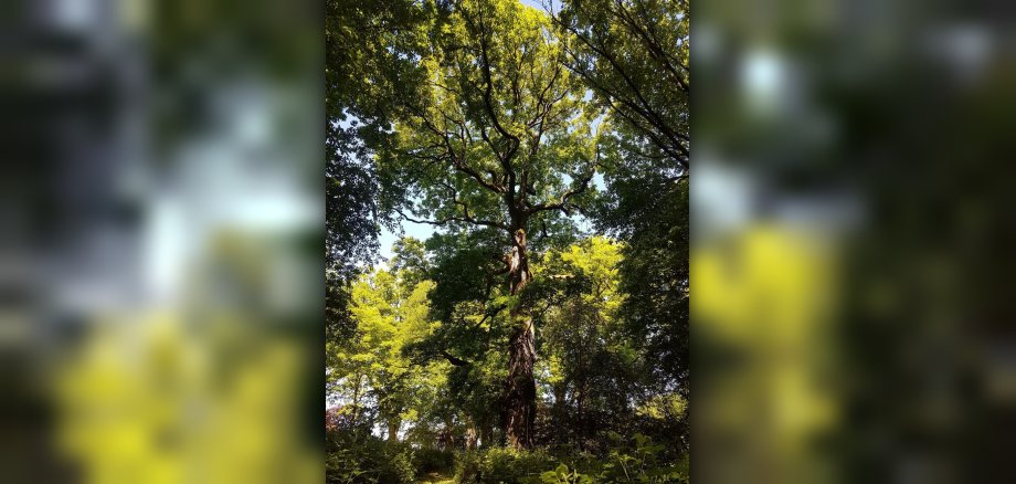 Naturdenkmal Eichenhain Hasborn