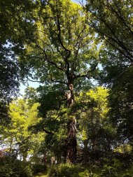 Naturdenkmal Eichenhain Hasborn