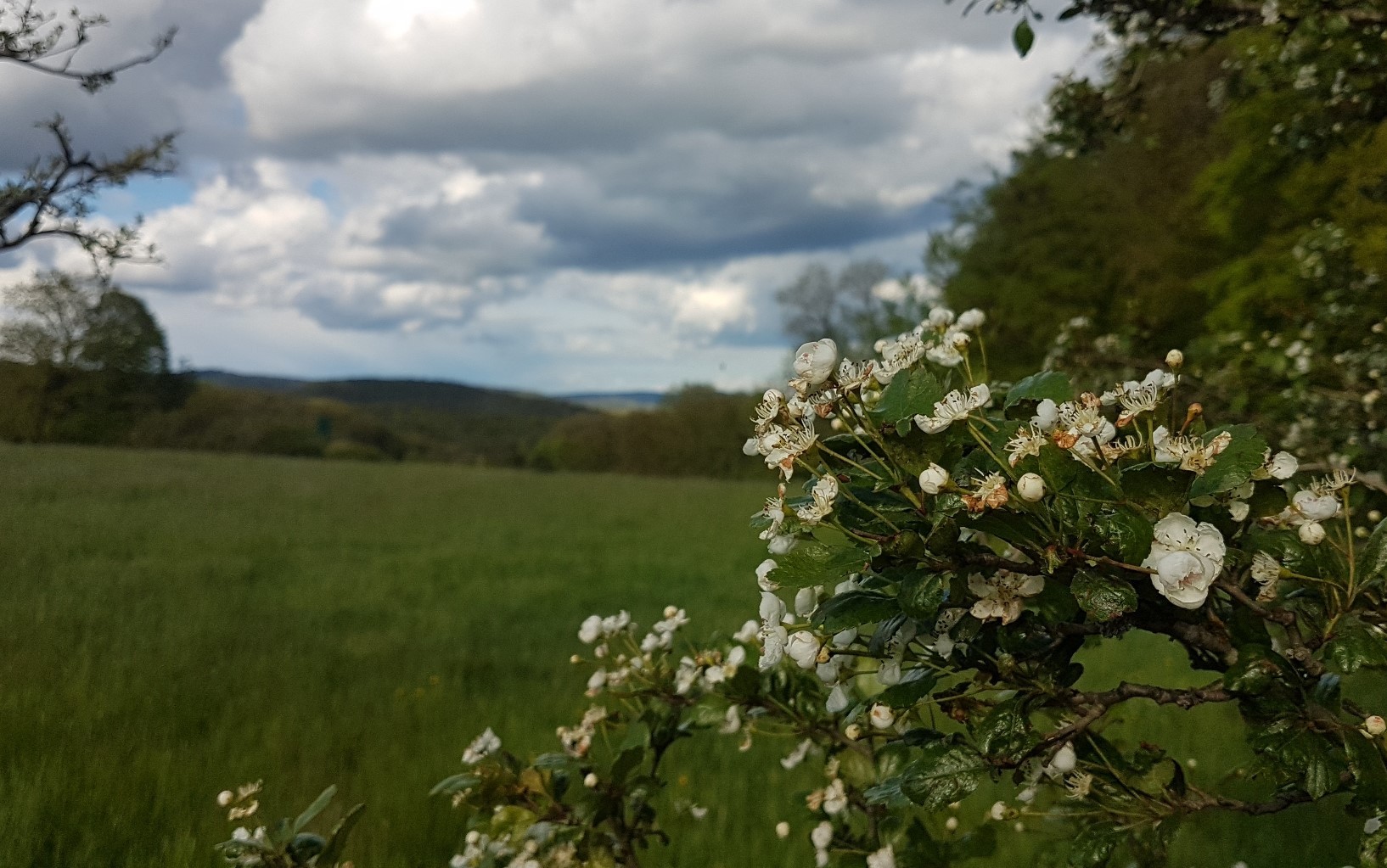 Blüte mit Landschaft