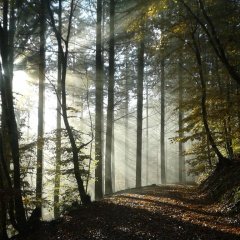 im Wald Hupperath