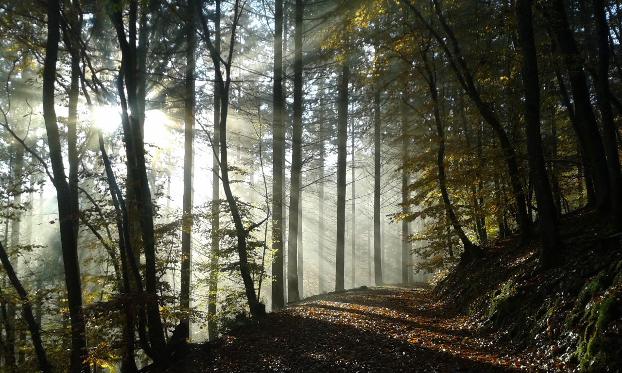 im Wald Hupperath