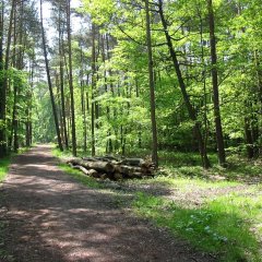 Waldweg Hupperath