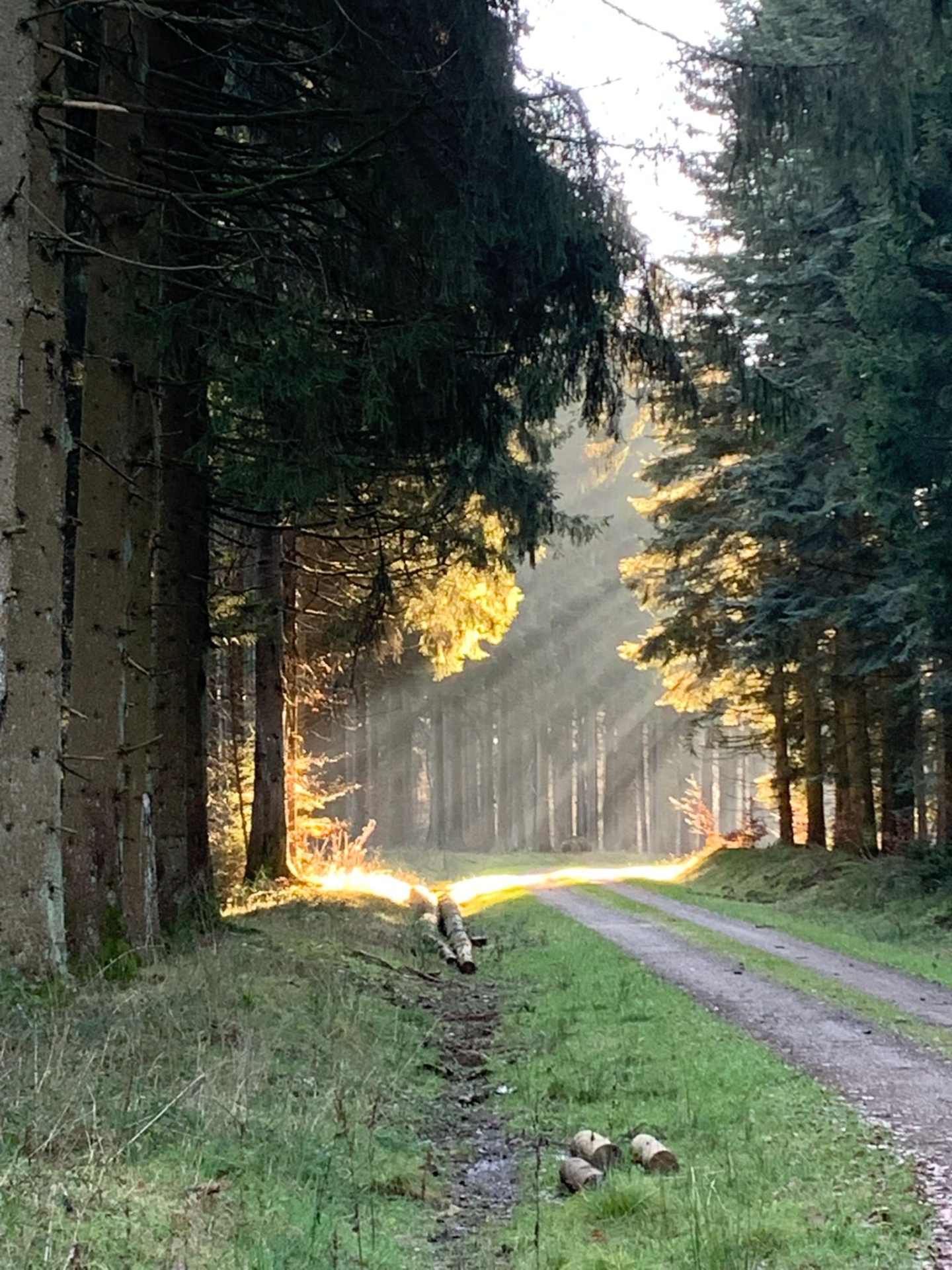 Waldstimmung bei Schwarzenborn Waldstimmung bei Schwarzenborn