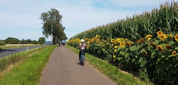 Radfahrer am Sonnenblumenfeld