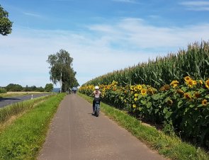 Radfahrer am Sonnenblumenfeld auf dem Eifel-Pilger-Radweg