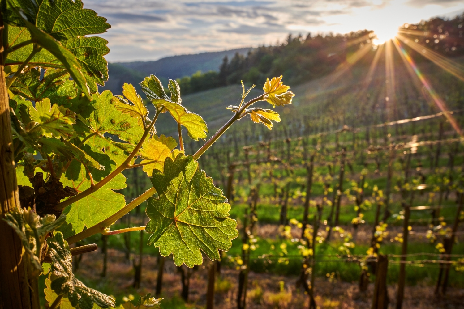 Sonnenuntergang im Wittlicher Weinberg