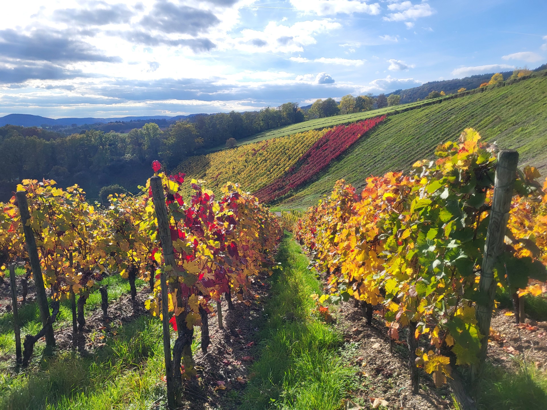 Herbstlicher Weinberg in Wittlich Herbstlicher Weinberg in Wittlich
