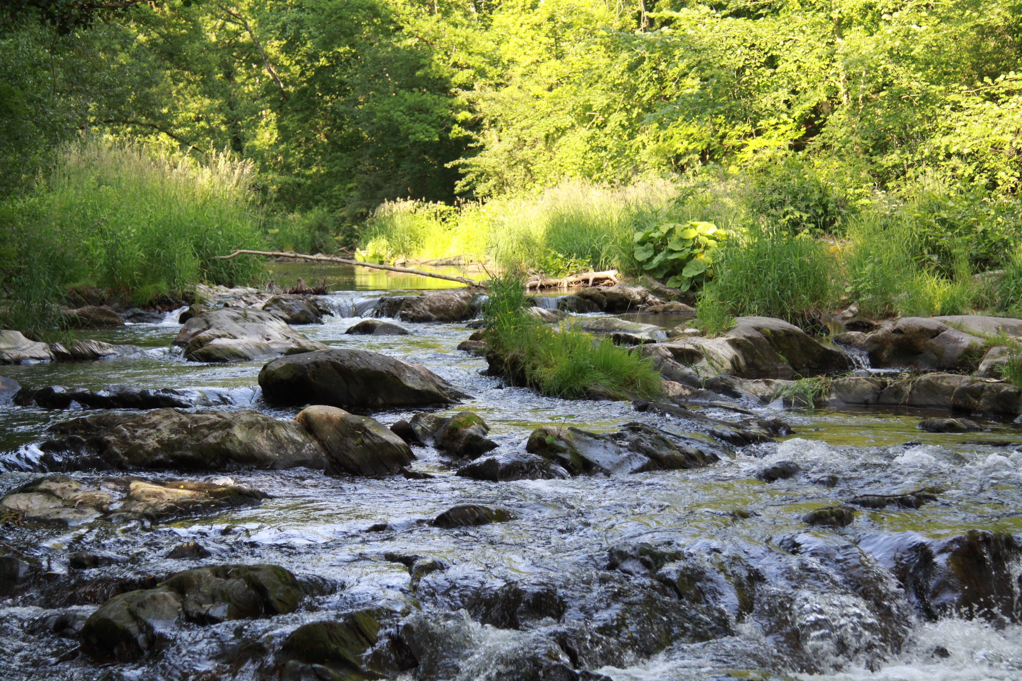 Lieser