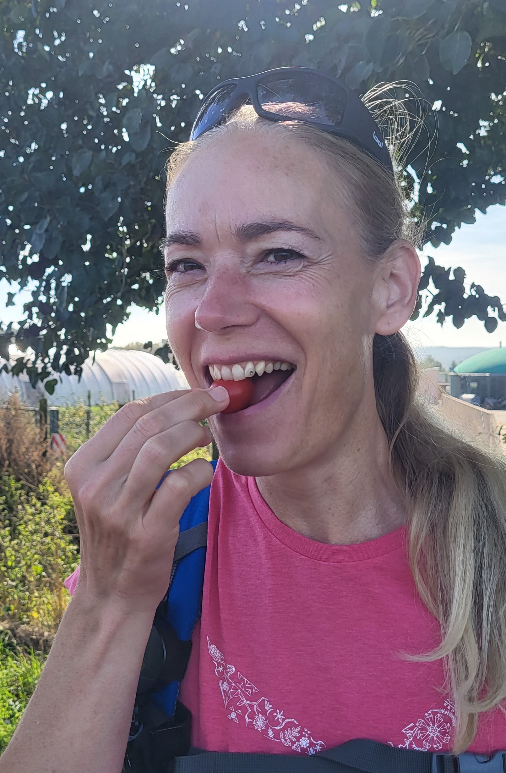 Südeifeler Tomaten Südeifeler Tomaten