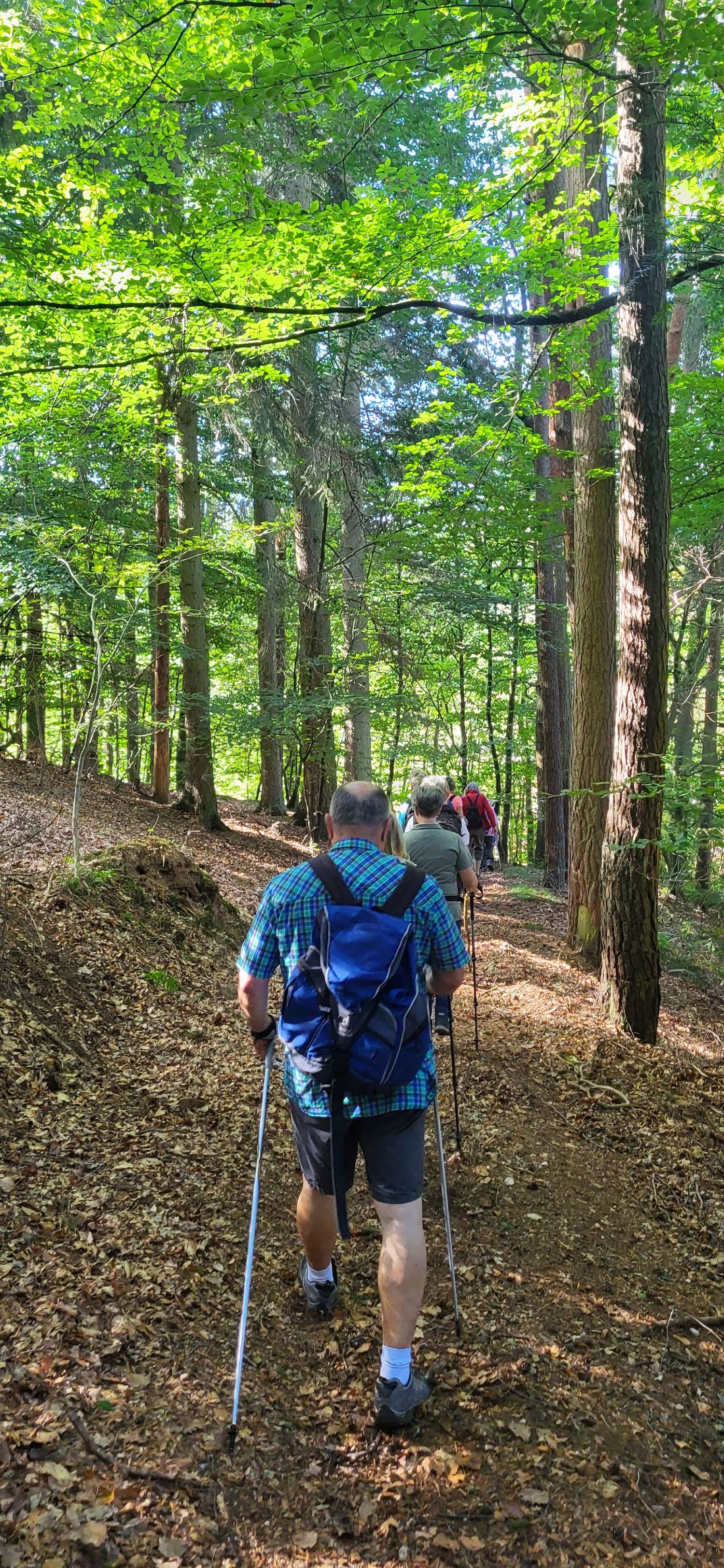 Waldwandern Waldwandern