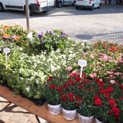 Blumen auf dem Markt